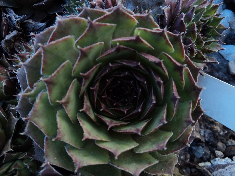 tectorum var. tectorum (murale)