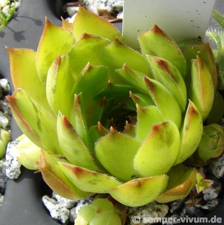tectorum var. tectorum (pallescens)