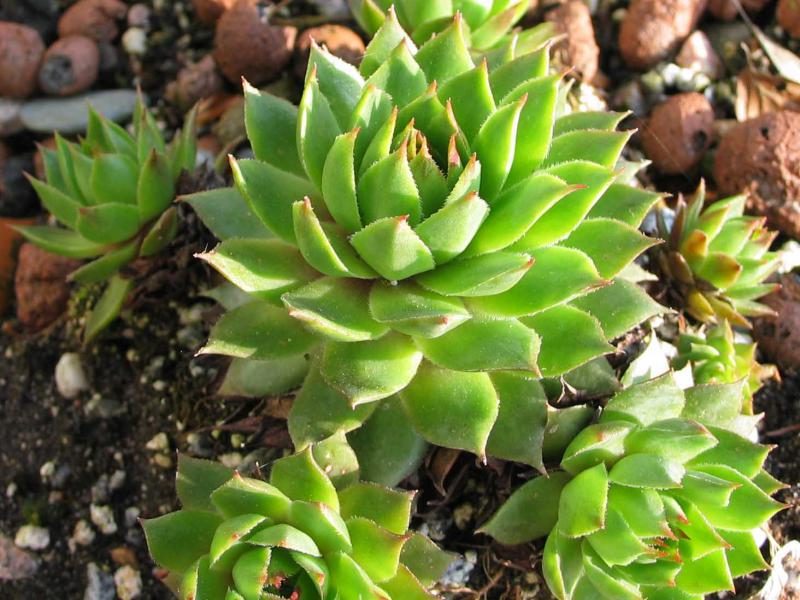 tectorum var. tectorum (alpinum) from Berninapass