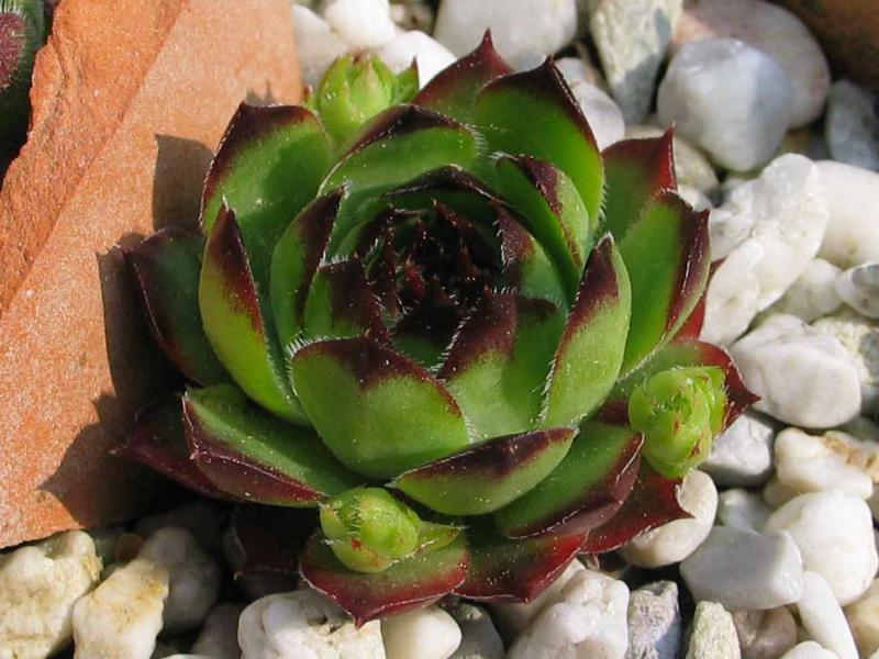 tectorum var. tectorum (clusianum)
