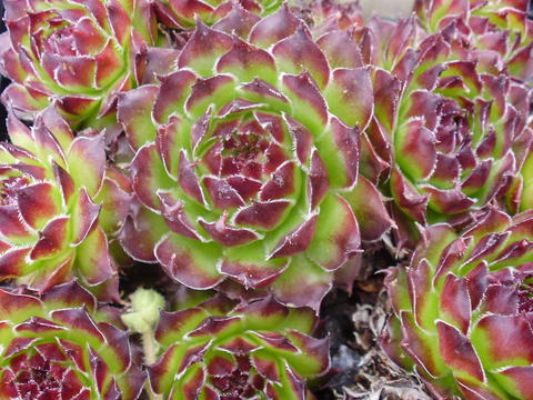 tectorum var. arvernense from Mont Aigoual
