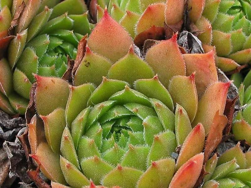 tectorum var. tectorum (lamottei)