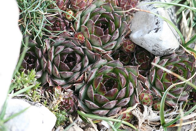 tectorum var. tectorum (guillemotii) from Mont Ventoux