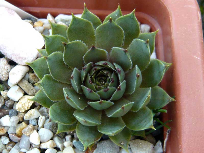 tectorum var. tectorum (acuminatum)