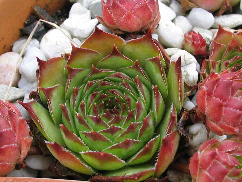 tectorum var. tectorum (clusianum)