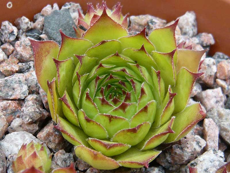 tectorum var. tectorum (corymbosum)