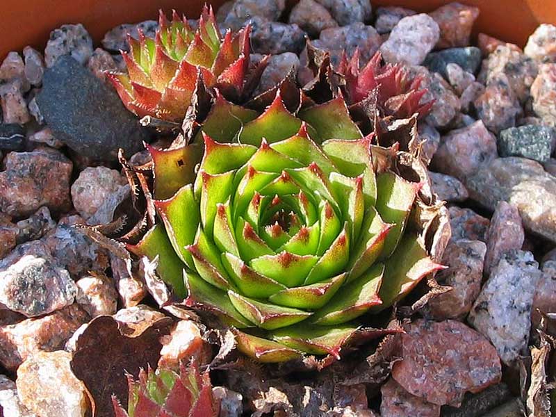 tectorum var. tectorum (corymbosum)