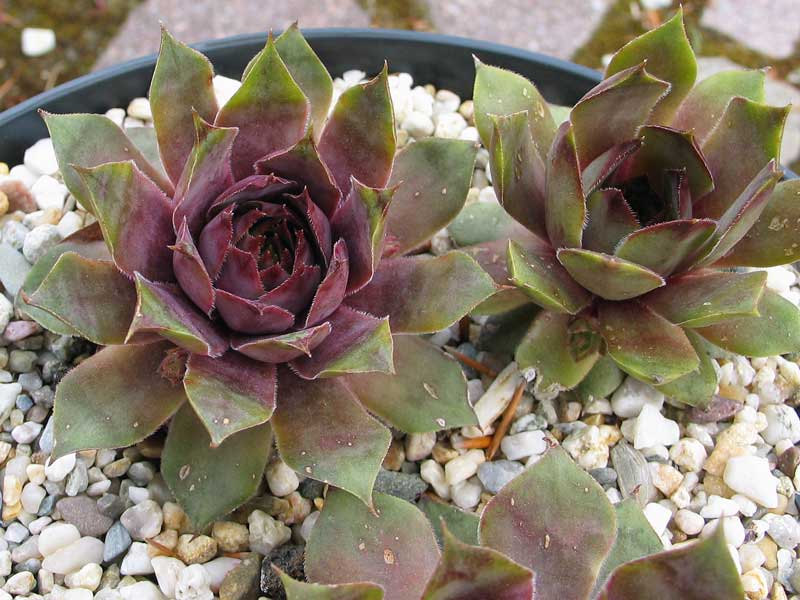 tectorum var. tectorum (decoloratum) Typ PH1014