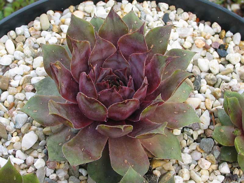 tectorum var. tectorum (decoloratum) Typ PH1014