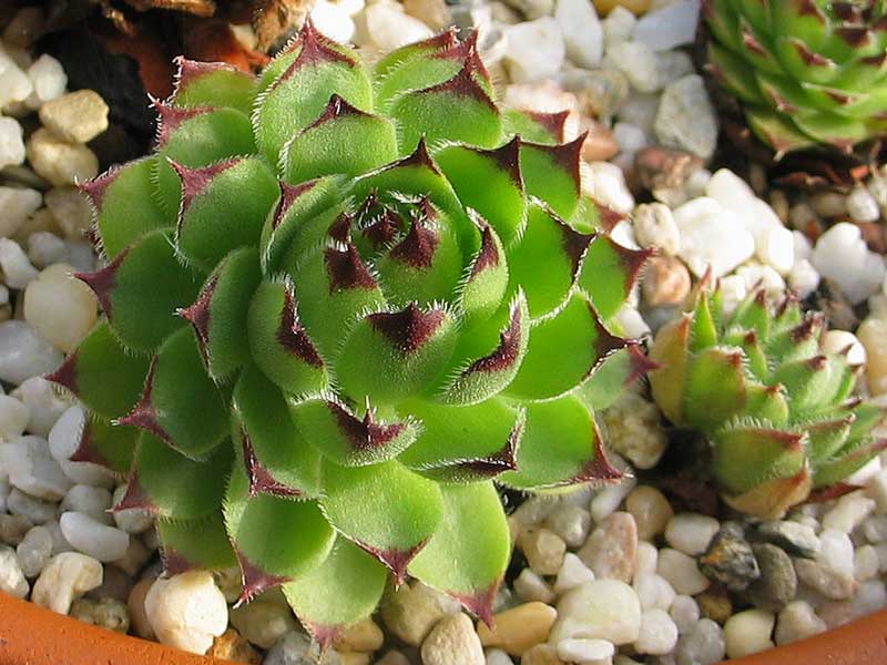tectorum var. tectorum (erubescens)