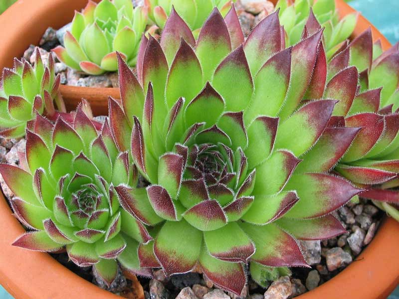 tectorum var. arvernense (italicum)