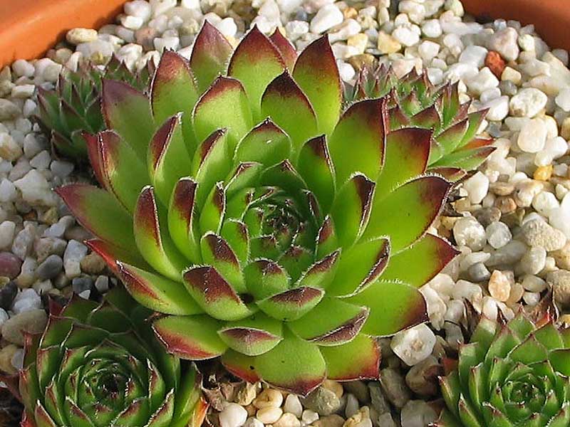 tectorum var. arvernense (italicum)