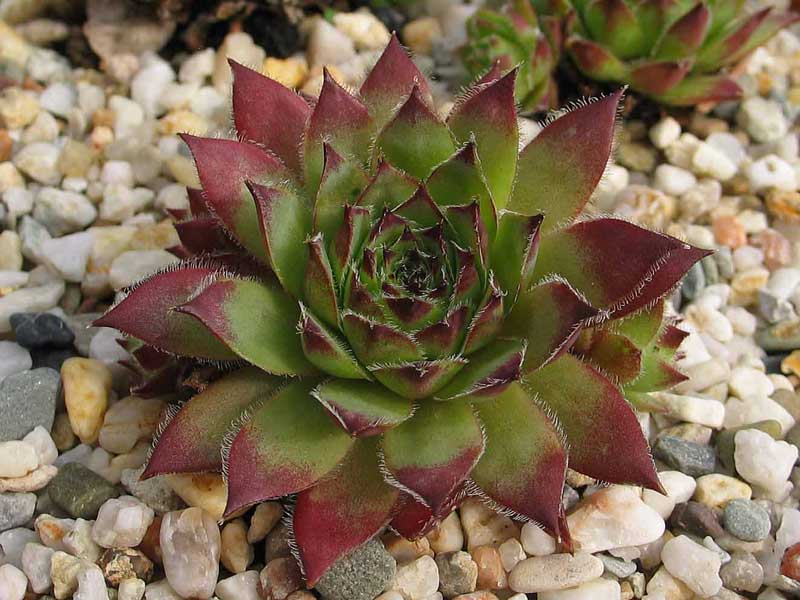 tectorum var. tectorum (rhodanicum)