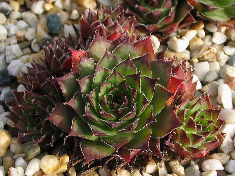 tectorum var. tectorum (rhodanicum)