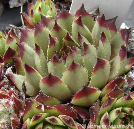 tectorum x S. pittonii