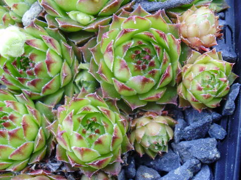 tectorum var. tectorum (alpinum)
