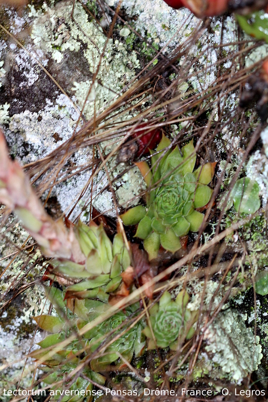 tectorum var. arvernense from Ponsas