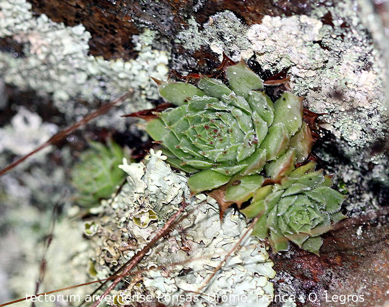 tectorum var. arvernense from Ponsas
