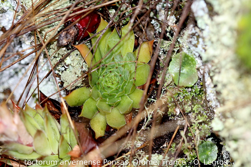tectorum var. arvernense from Ponsas