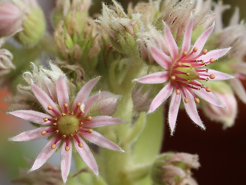 tectorum var. arvernense from Mont Lozère (Typ PH1057)