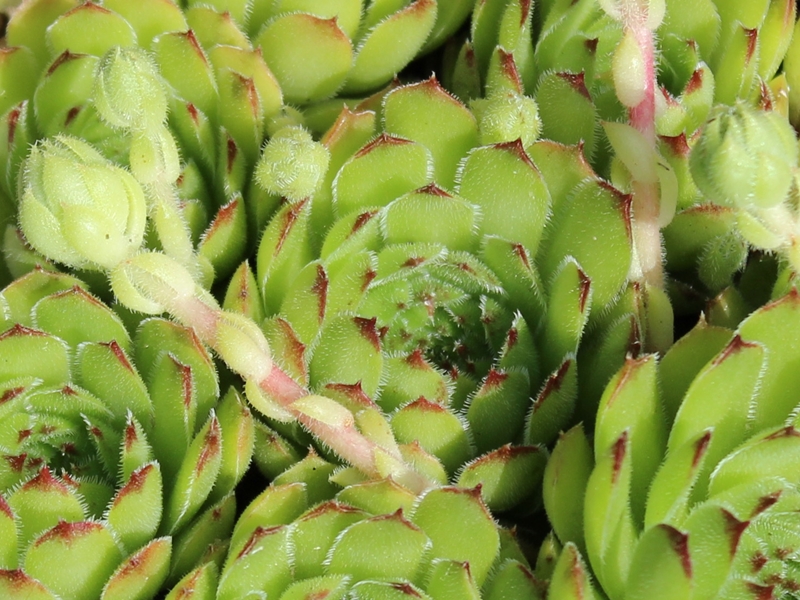 tectorum var. arvernense (italicum) from Monti Lepini