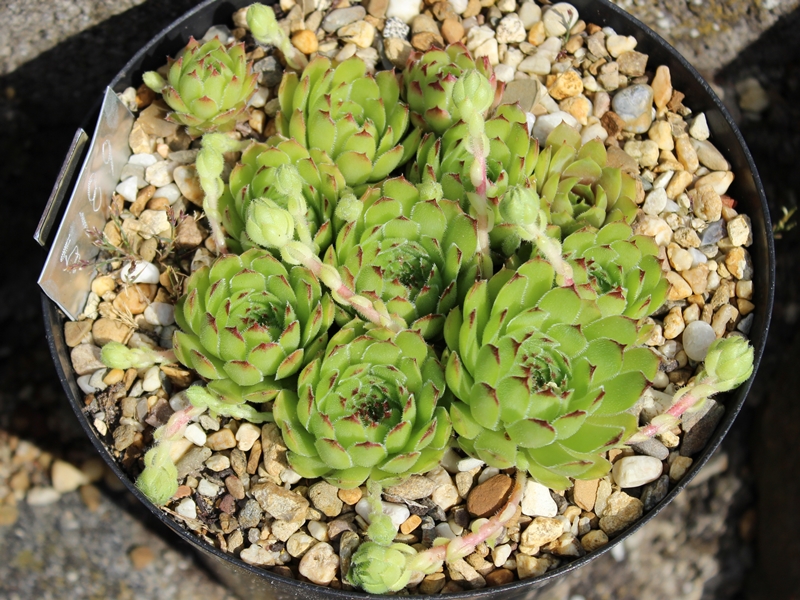 tectorum var. arvernense (italicum) from Monti Lepini