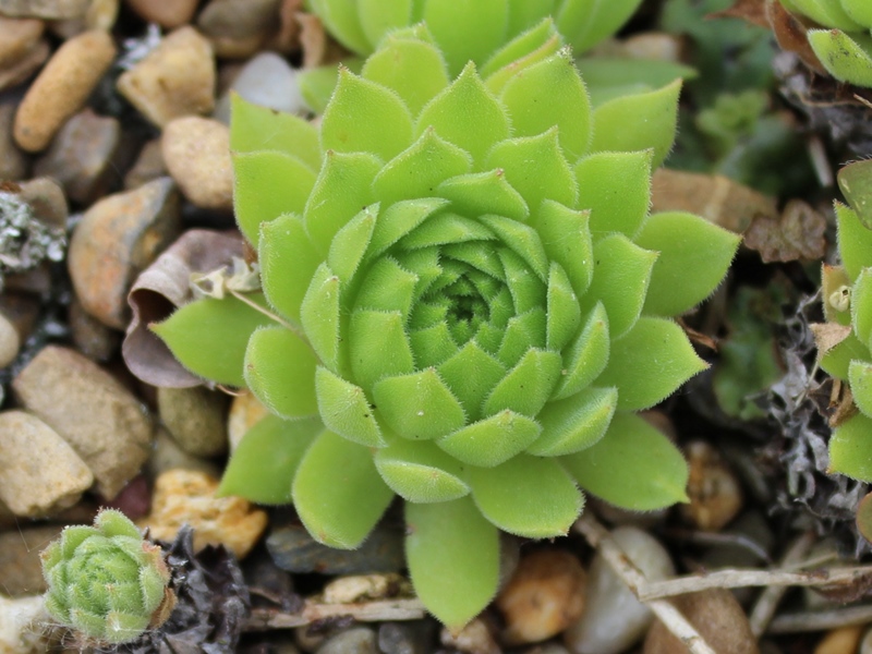 tectorum var. arvernense (italicum) from Monte Contento