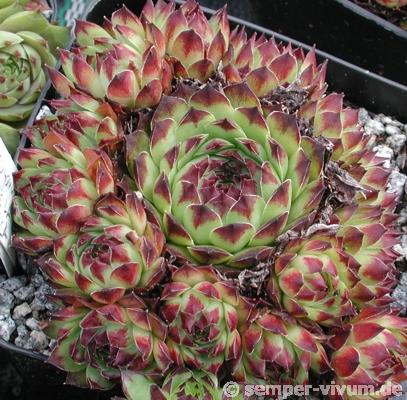 tectorum var. tectorum (boutignyanum) from Pla de la Barraca