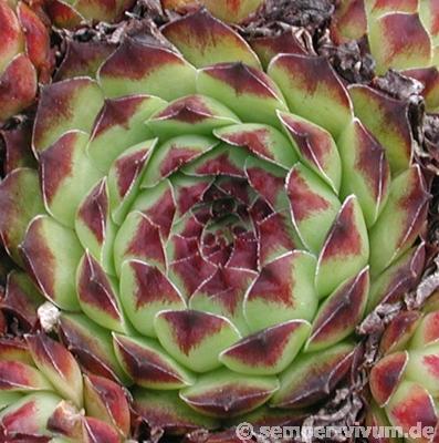 tectorum var. tectorum (boutignyanum) from Pla de la Barraca