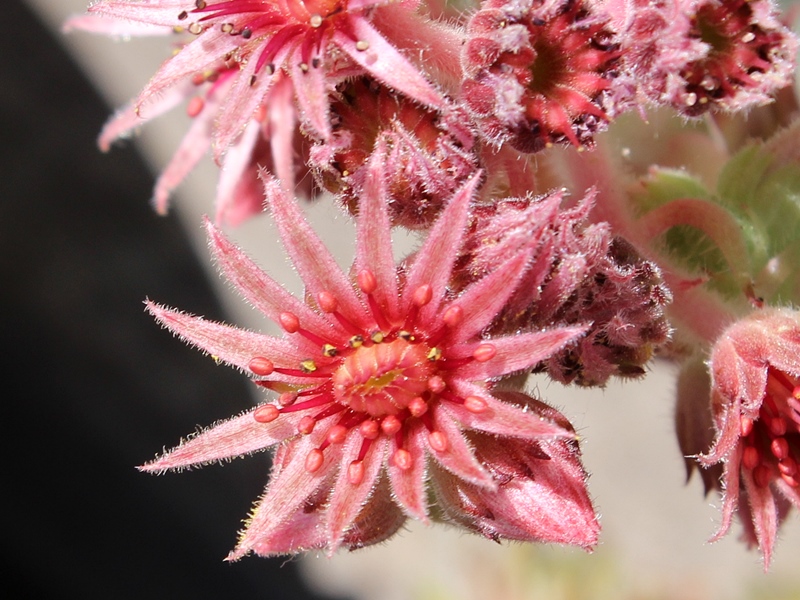 tectorum var. tectorum (decoloratum) Typ PH1014