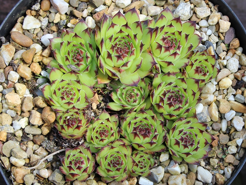 tectorum var. arvernense from Mont Aigoual