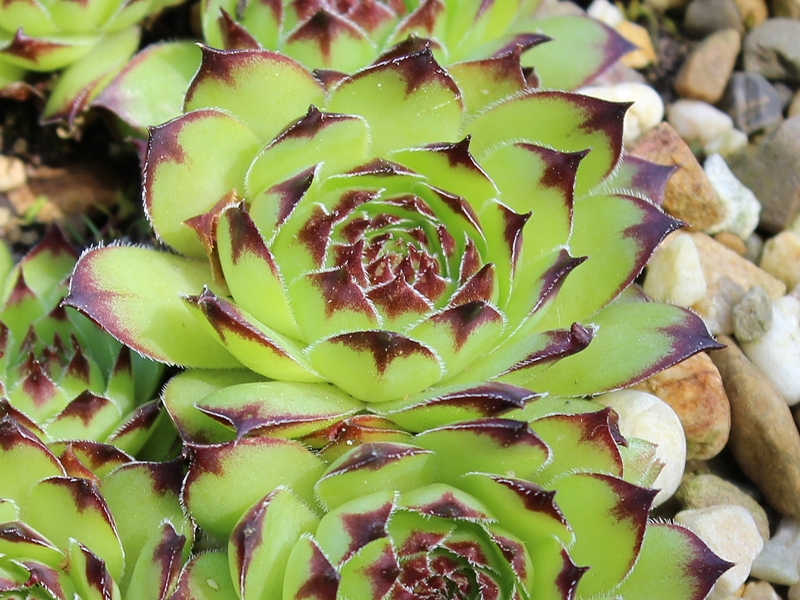 tectorum var. arvernense from Mont Aigoual