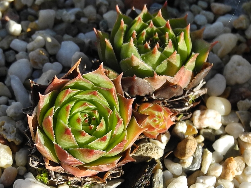 tectorum var. tectorum (fuscum)