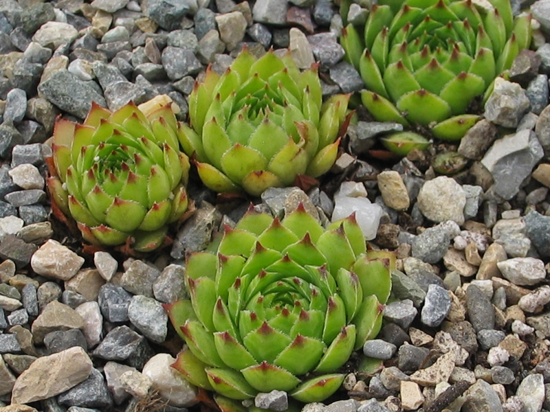 tectorum var. tectorum (mettenianum)