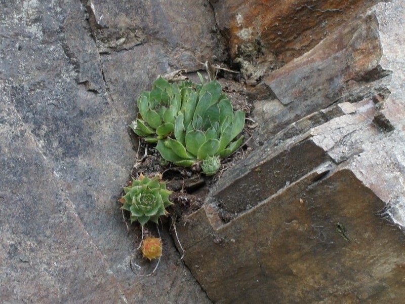 tectorum var. tectorum from Säbener Berg