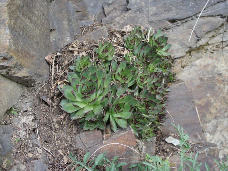 tectorum var. tectorum from Säbener Berg