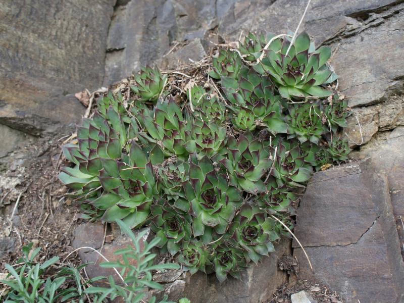 tectorum var. tectorum from Säbener Berg