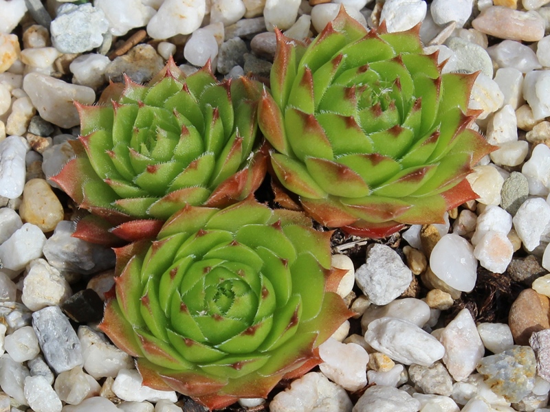 tectorum var. tectorum (lamottei)