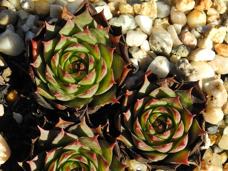 tectorum var. tectorum (pallescens)