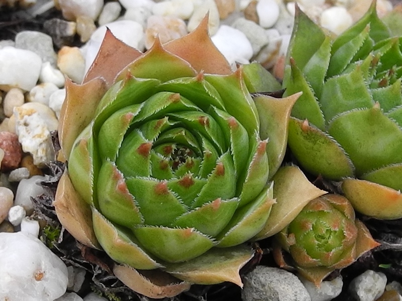 tectorum var. tectorum (fuscum)
