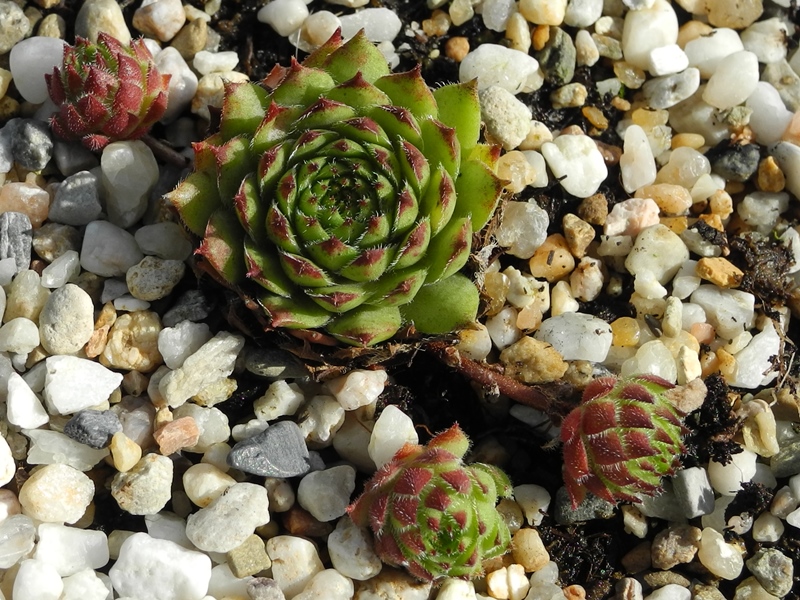 tectorum x S. pittonii