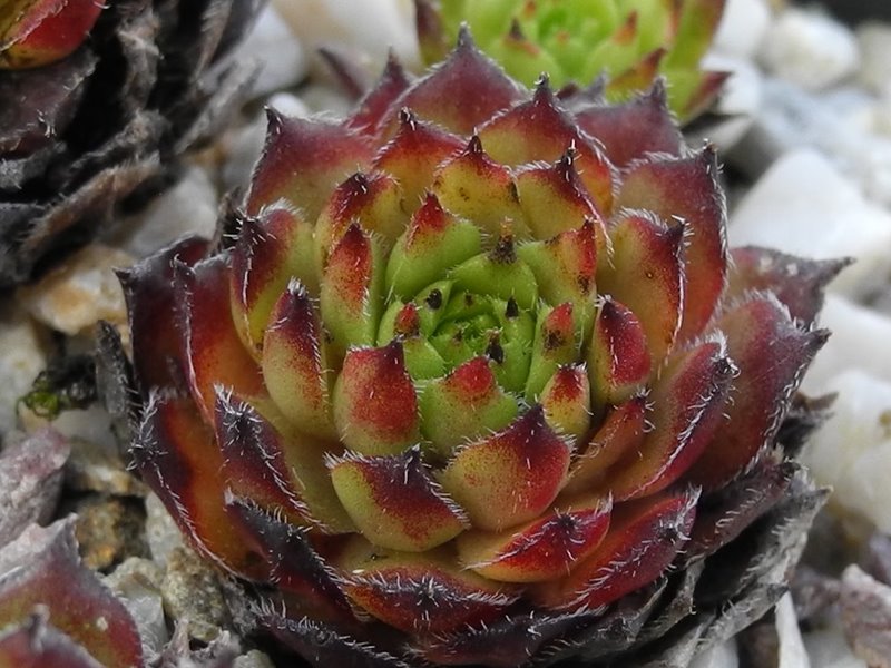 tectorum x S. pittonii