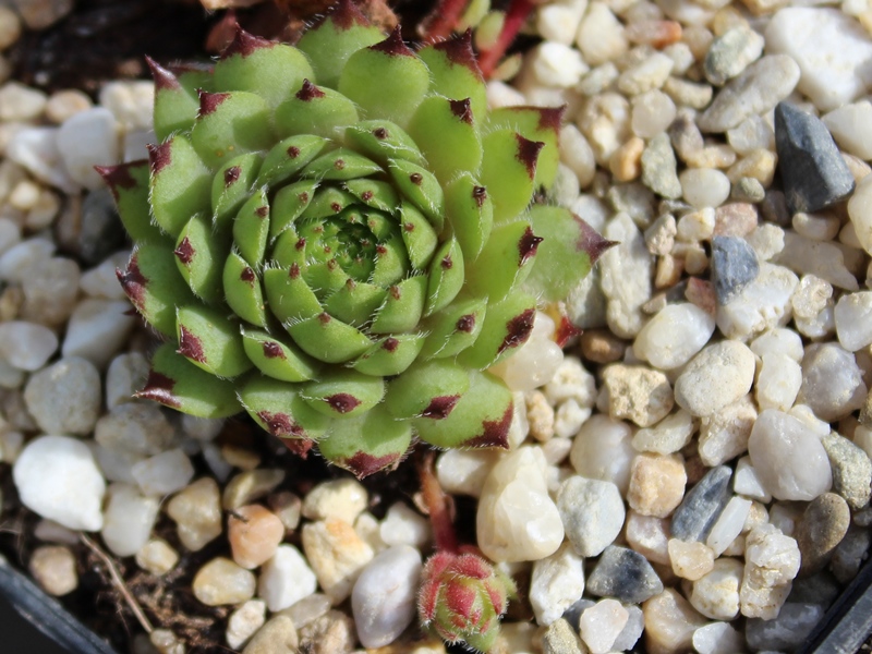 tectorum x S. pittonii