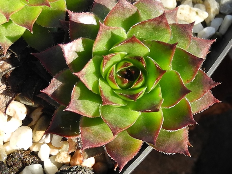 tectorum var. tectorum (mettenianum)
