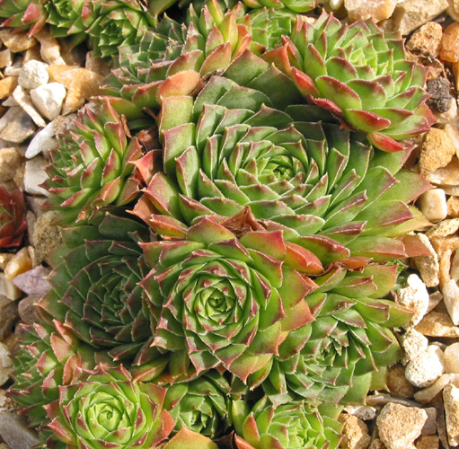 tectorum var. tectorum (boutignyanum)
