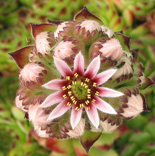 tectorum var. tectorum (boutignyanum)