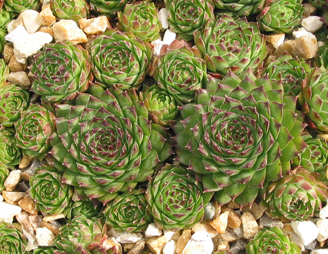 tectorum var. tectorum (boutignyanum)