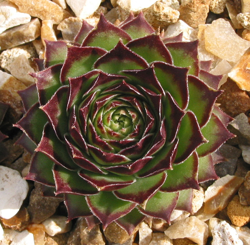 tectorum var. tectorum (boutignyanum)