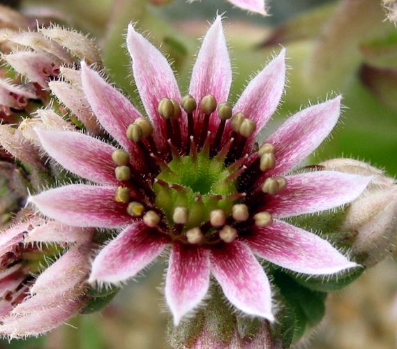 tectorum var. tectorum (boutignyanum)