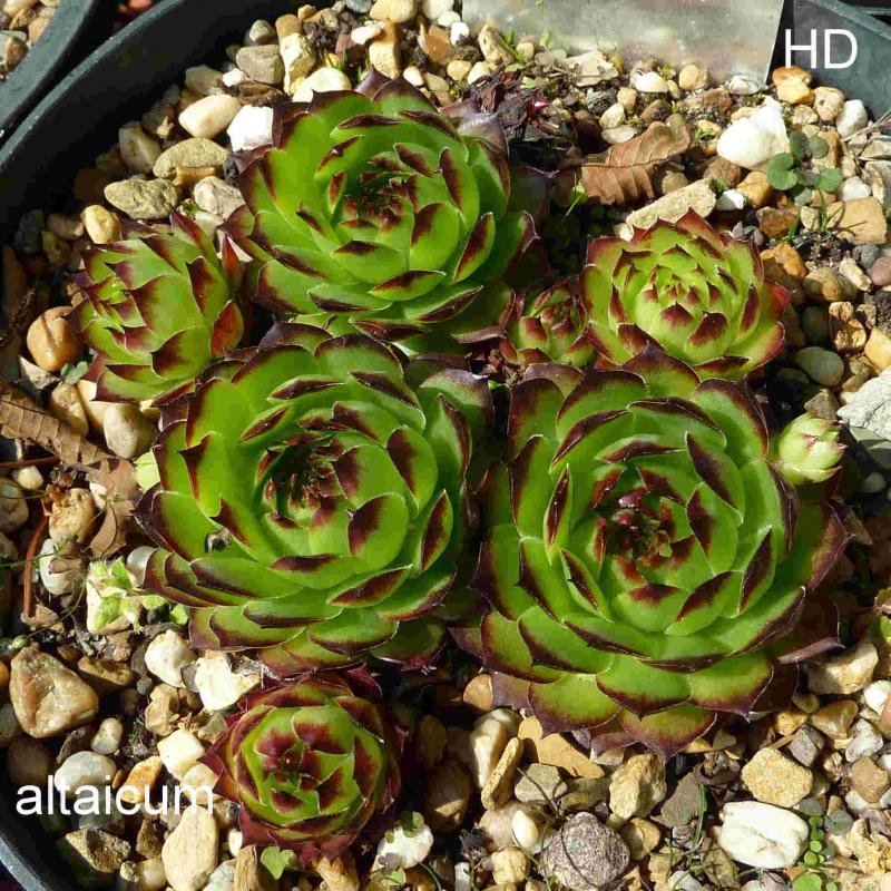 tectorum (altaicum)